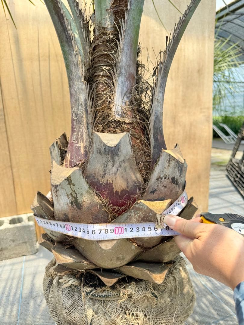 ココスヤシシルバーリーフ【極太】葉先 180cm幹回り105cm 幹高40cm