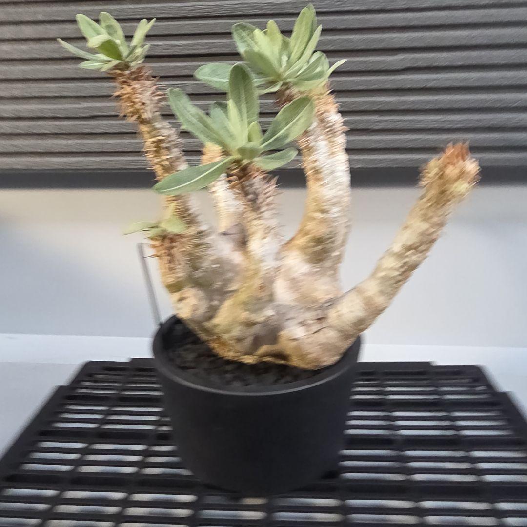 塊根植物 パキポディウム デンシフローラム 現地球 多枝