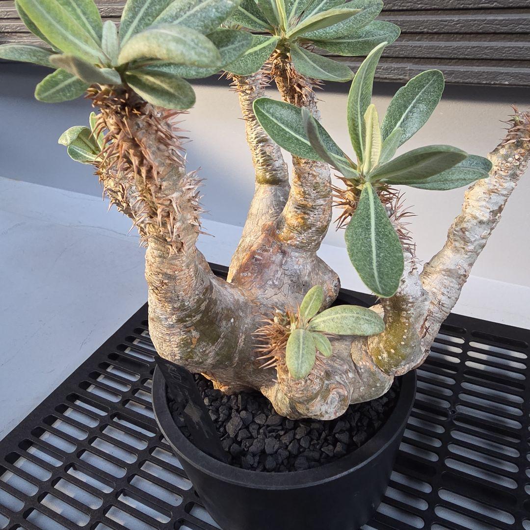 塊根植物 パキポディウム デンシフローラム 現地球 多枝