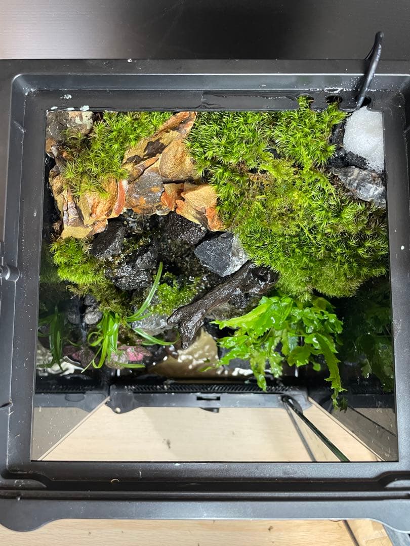 【完成品】2段の滝があるアクアテラリウム