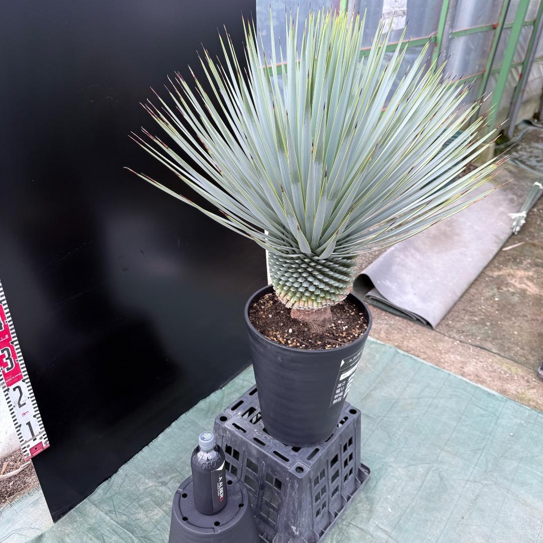 【AL1023】ユッカ　ロストラータ