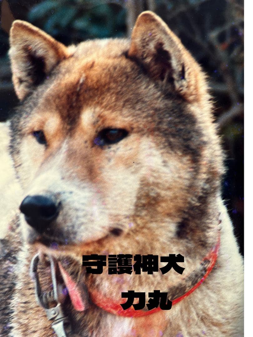 天然記念物　日本犬　（希少学術書）