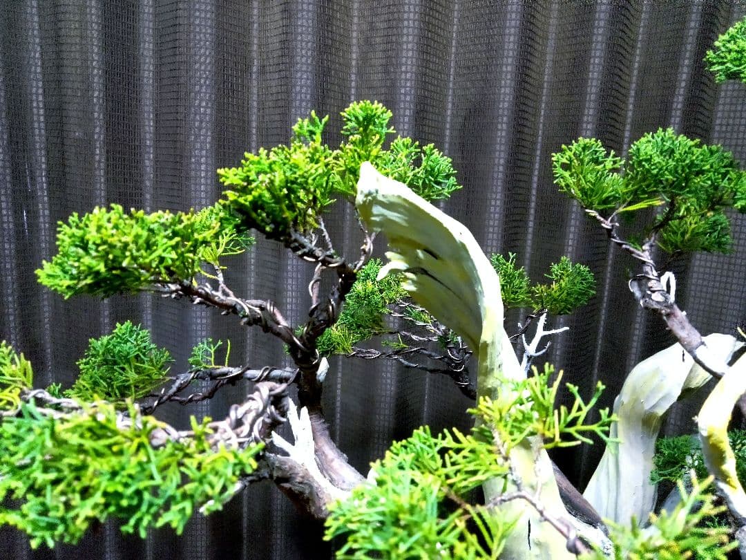 【大品 糸魚川真柏盆栽】　　　　　　　　　 ⭕お見事⁉️ 創作TANUKI❗