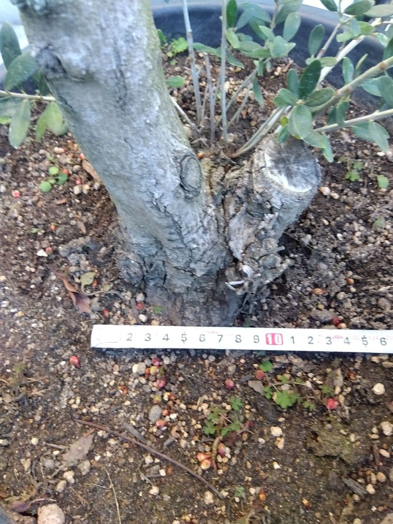 オリーブ　盆栽　古木　オールド株　セントキャサリン　12号鉢つき　さ