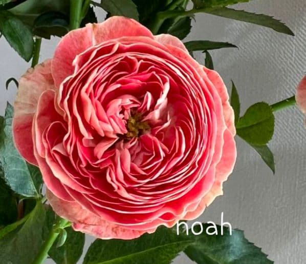 ❀マホさま❀　バラ　苗　切り花品種　スミ