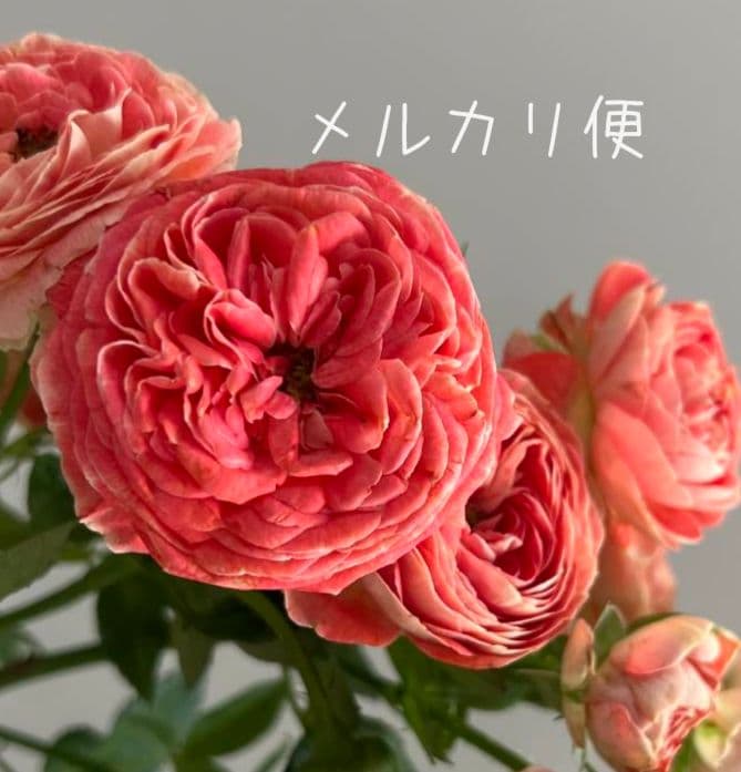 ❀マホさま❀　バラ　苗　切り花品種　スミ