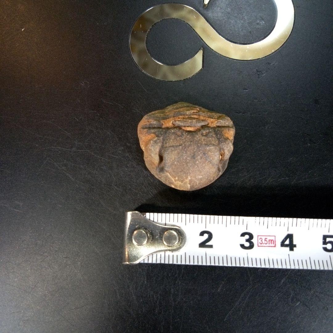 三葉虫　南米産　化石　fossil　ボリビア産　trilobite　南米化石郡④