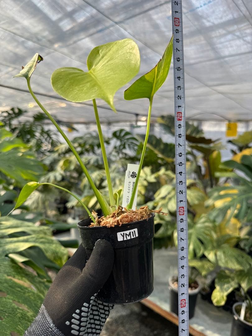 YM11 モンステラ　イエローマリリン　黄斑入り