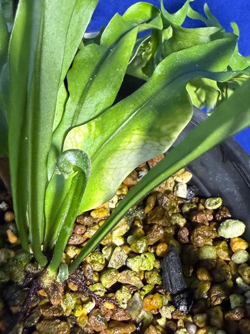 17 Microsorum sp.variegated 斑入りミクロソリュウム