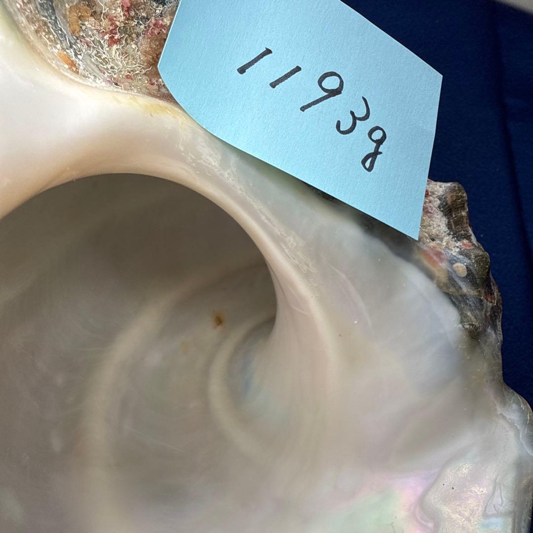 夜光貝　ヤコウ貝　まとめ売り　16個　18、6kg アクセサリー　ルアー