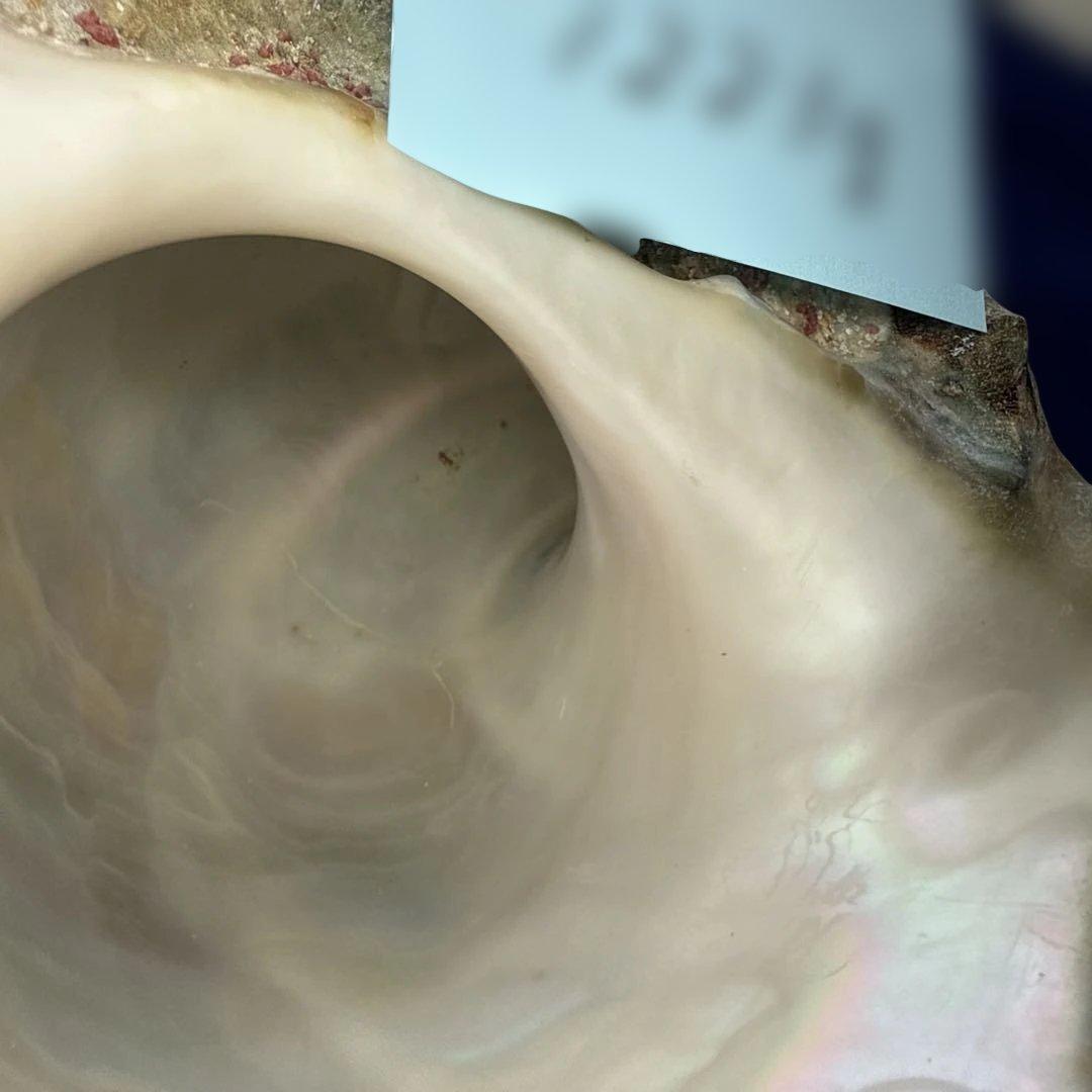 夜光貝　ヤコウ貝　まとめ売り　16個　18、6kg アクセサリー　ルアー