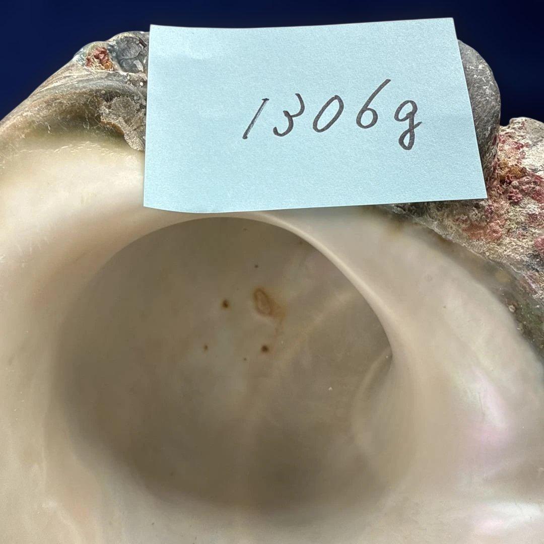 夜光貝　ヤコウ貝　まとめ売り　16個　18、6kg アクセサリー　ルアー