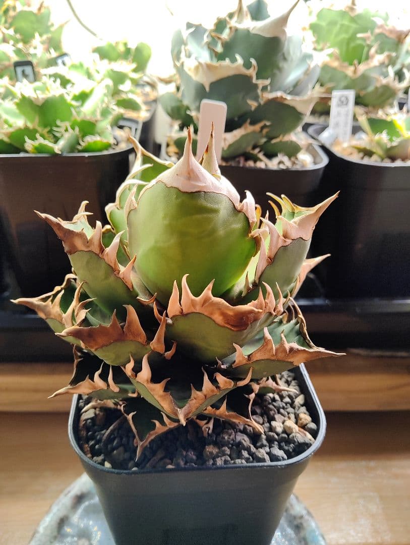 アガベ チタノタ ゴリ猫 レッドキャットウィーズル 親株