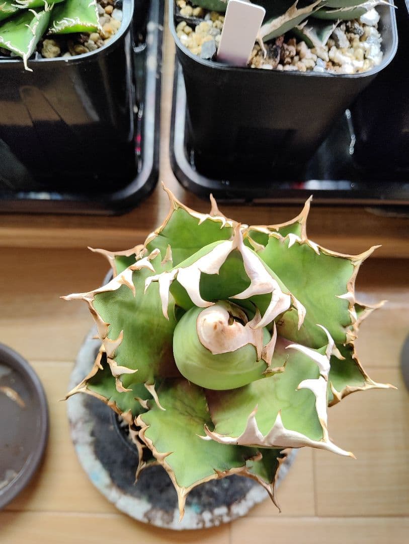 アガベ チタノタ ゴリ猫 レッドキャットウィーズル 親株