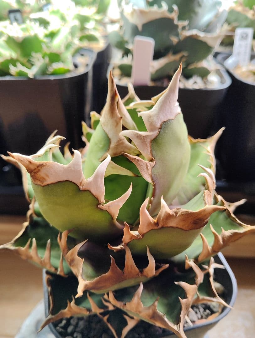 アガベ チタノタ ゴリ猫 レッドキャットウィーズル 親株