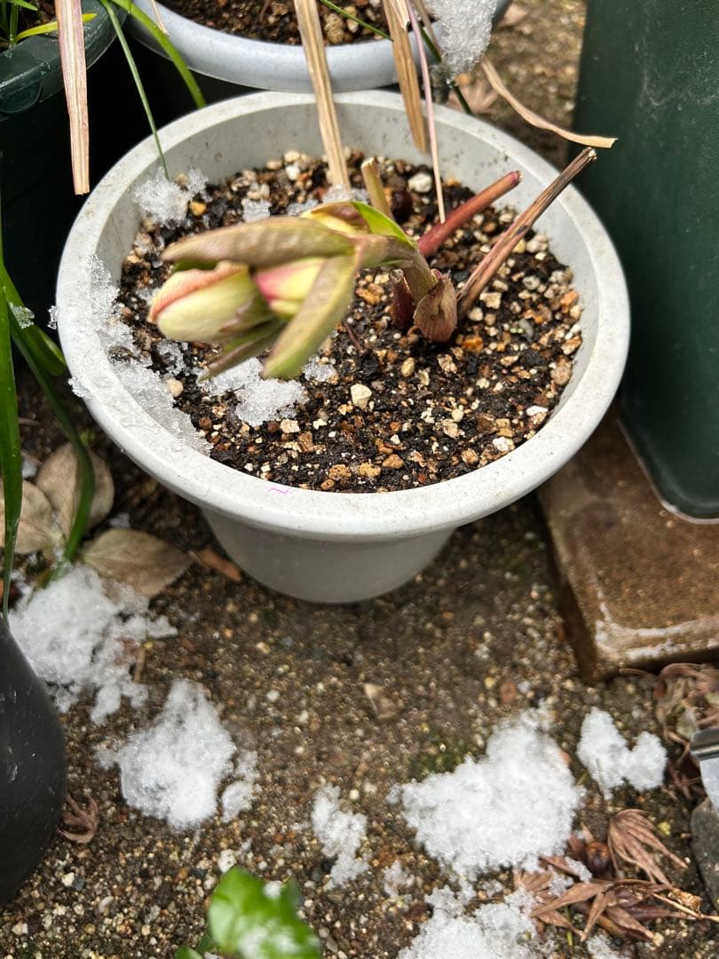 クリスマス　確認用