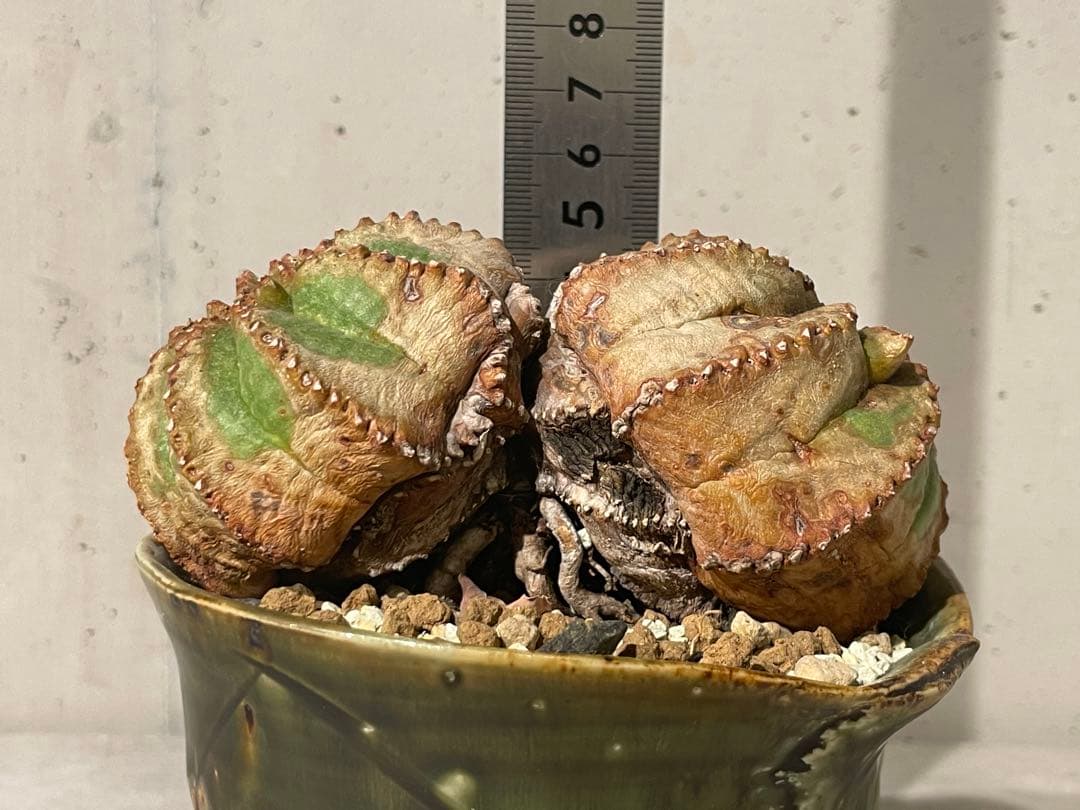 ■ユーフォルビア オベサ モンスト 綴化 11.5cm/ダブルヘッド■極上木化株