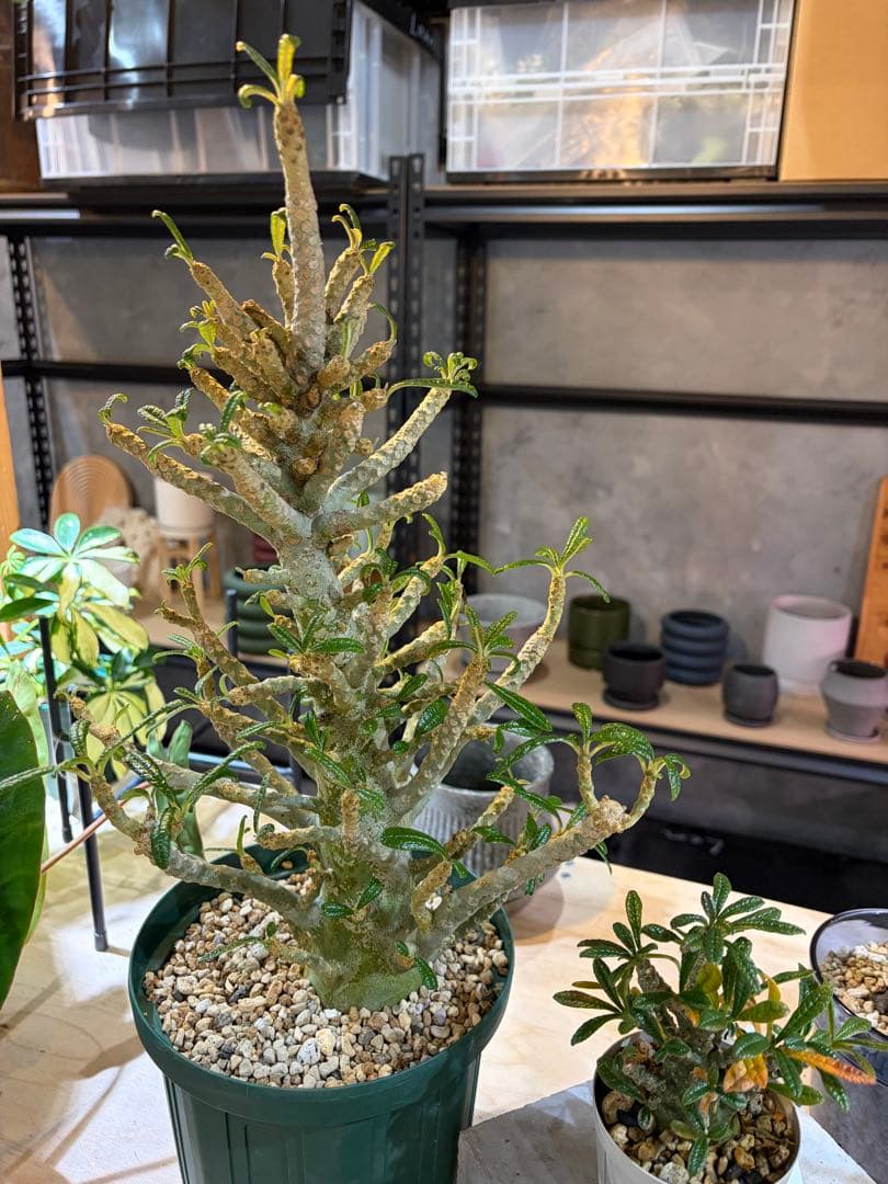 ドルステニアギガス現地と実生セット