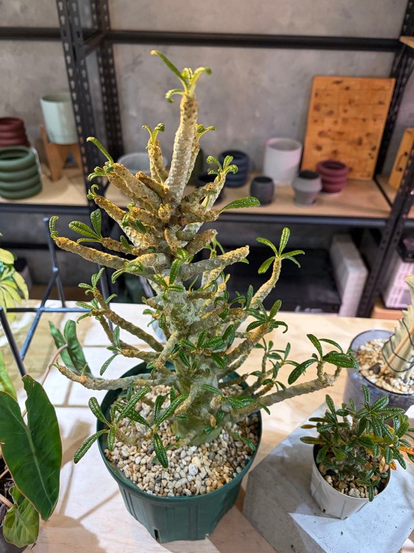 ドルステニアギガス現地と実生セット