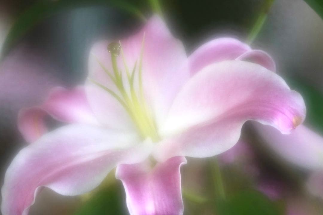 超　超　希少品　傷の少ない美品　EBC FUJINON SF 85mm F4