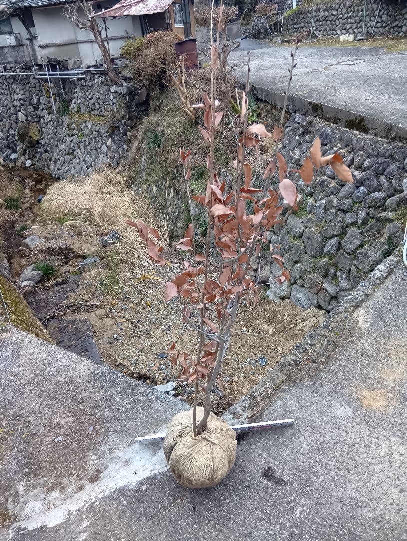 ヤマコウバシ（高さ約2.0.株立特大サイズ）