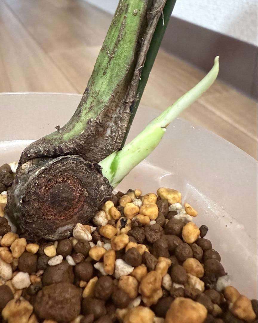 「超希少激レア」モンステラ　ホワイト　ラヴァ　デリシオーサ　切り込みあり　本物