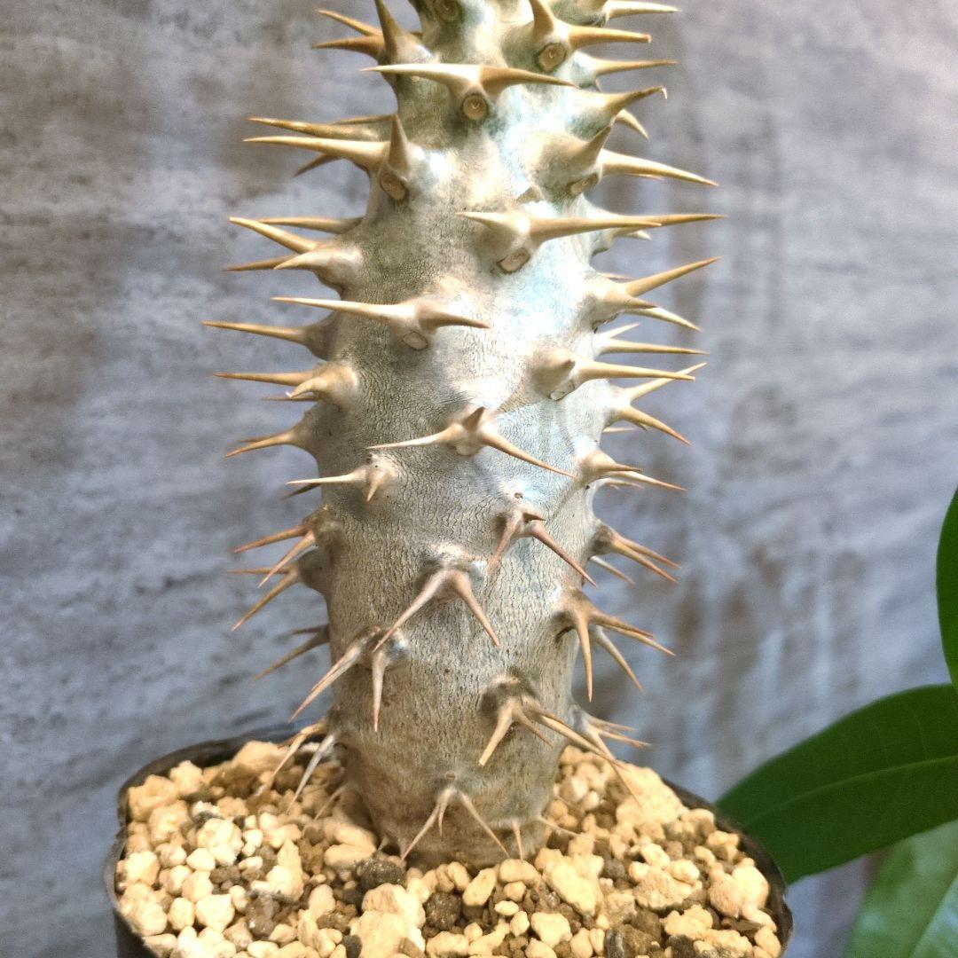 T*5様 国内実生　アンボンゲンセ　塊根植物　コーデックス　アガベ　サボテン