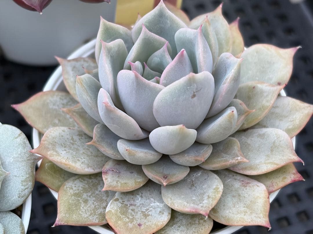 おらいさん苗12個セット　そわそわオマケで13苗ミックスベリア　エケベリア多肉