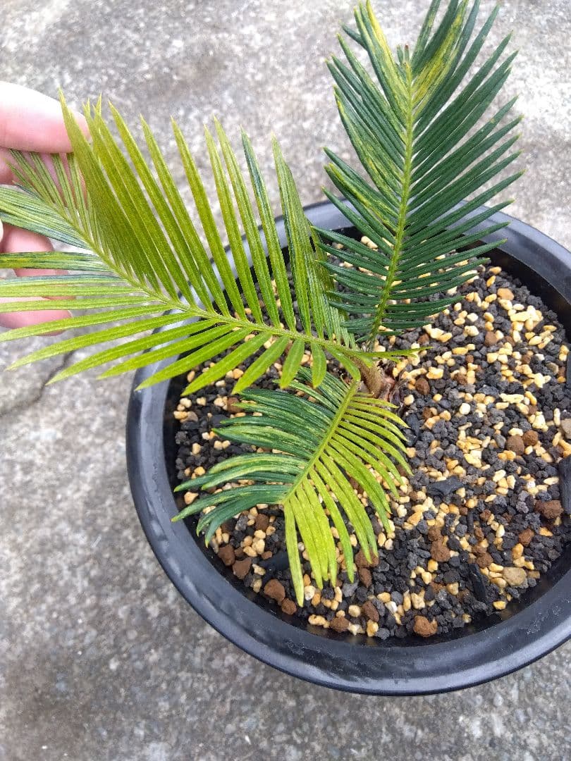 ソテツ　斑入り　７号鉢つき　超斑入り❗　①