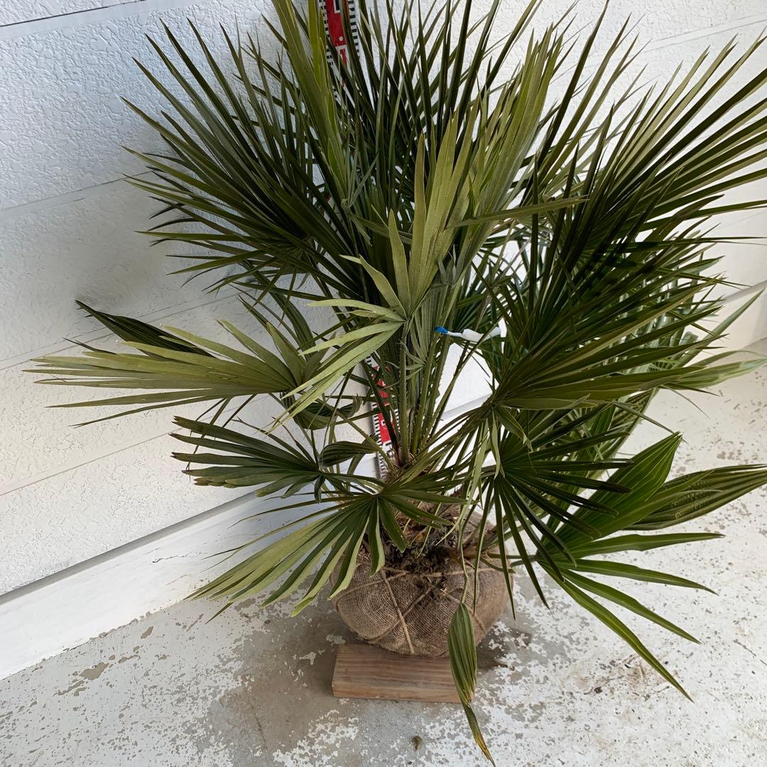 チャメロプス　大株　ドライガーデン　チャメロップス　耐寒性　アガベ 73