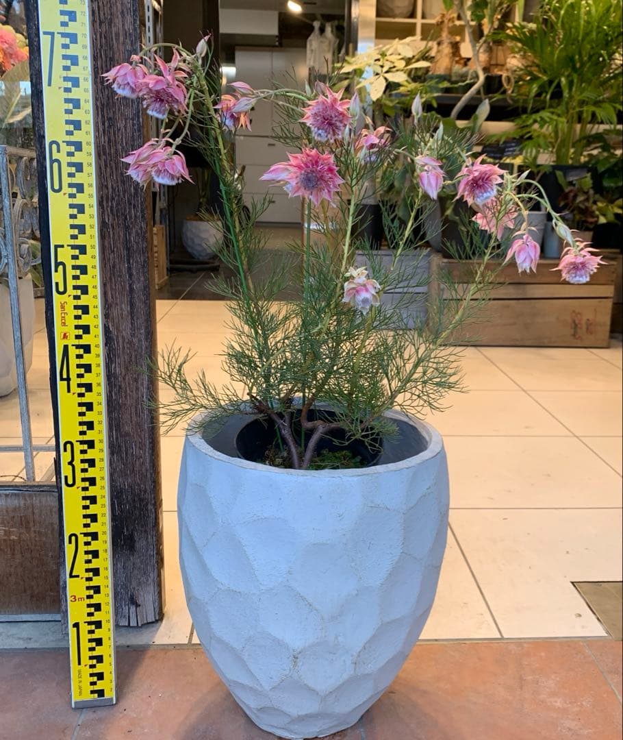 セルリア プリティピンク ファイバー鉢