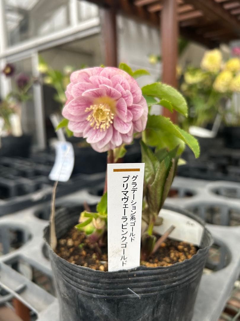 加藤農園 プリマヴェーラピンクゴールド クリスマスローズ同梱可能