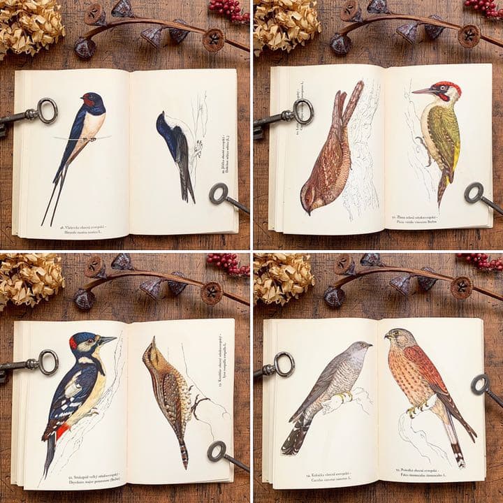 [素朴で美しい鳥の絵]チェコの古い鳥類図鑑(1941年)/ヴィンテージ 雰囲気◎