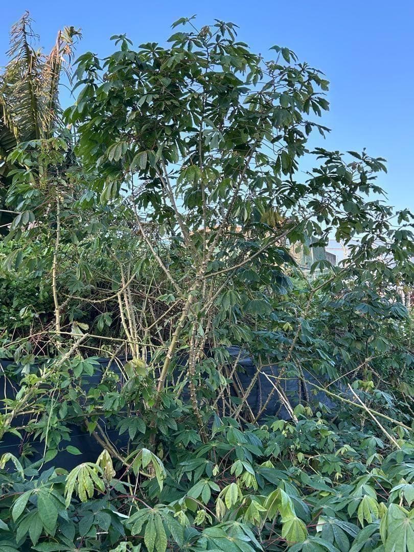 官能的な旨味と甘味。超高級★キャッサバ・ゴールドSS★挿し木枝。80サイズ箱満杯