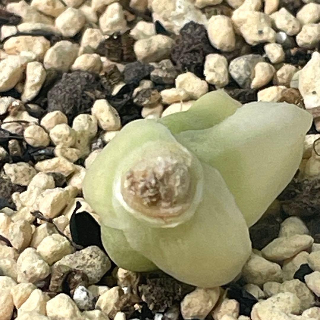 UFOさまご確認用！　ハオルチア　白蛇伝