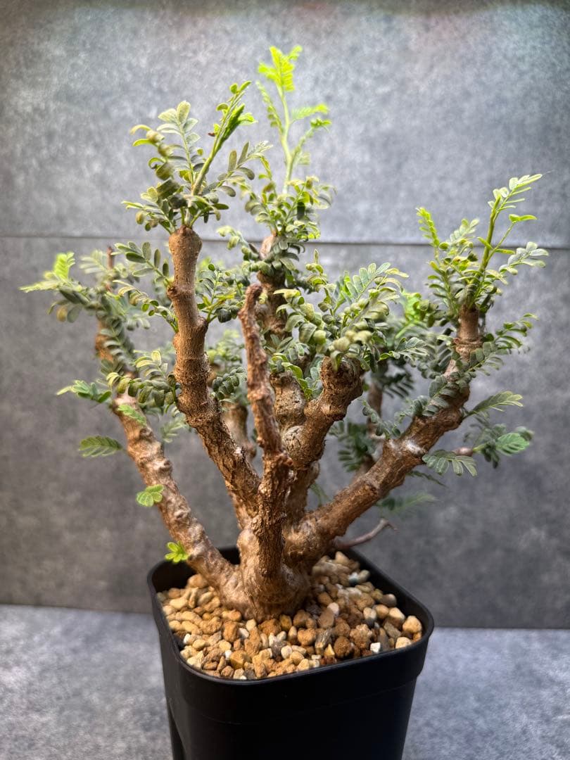 センナ　メリディオナリス　海外実生　発根済み　429