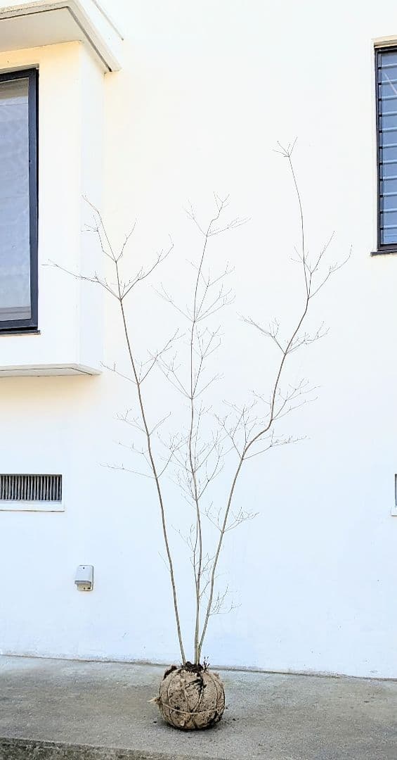 至極。山採りドウダンツツジ。