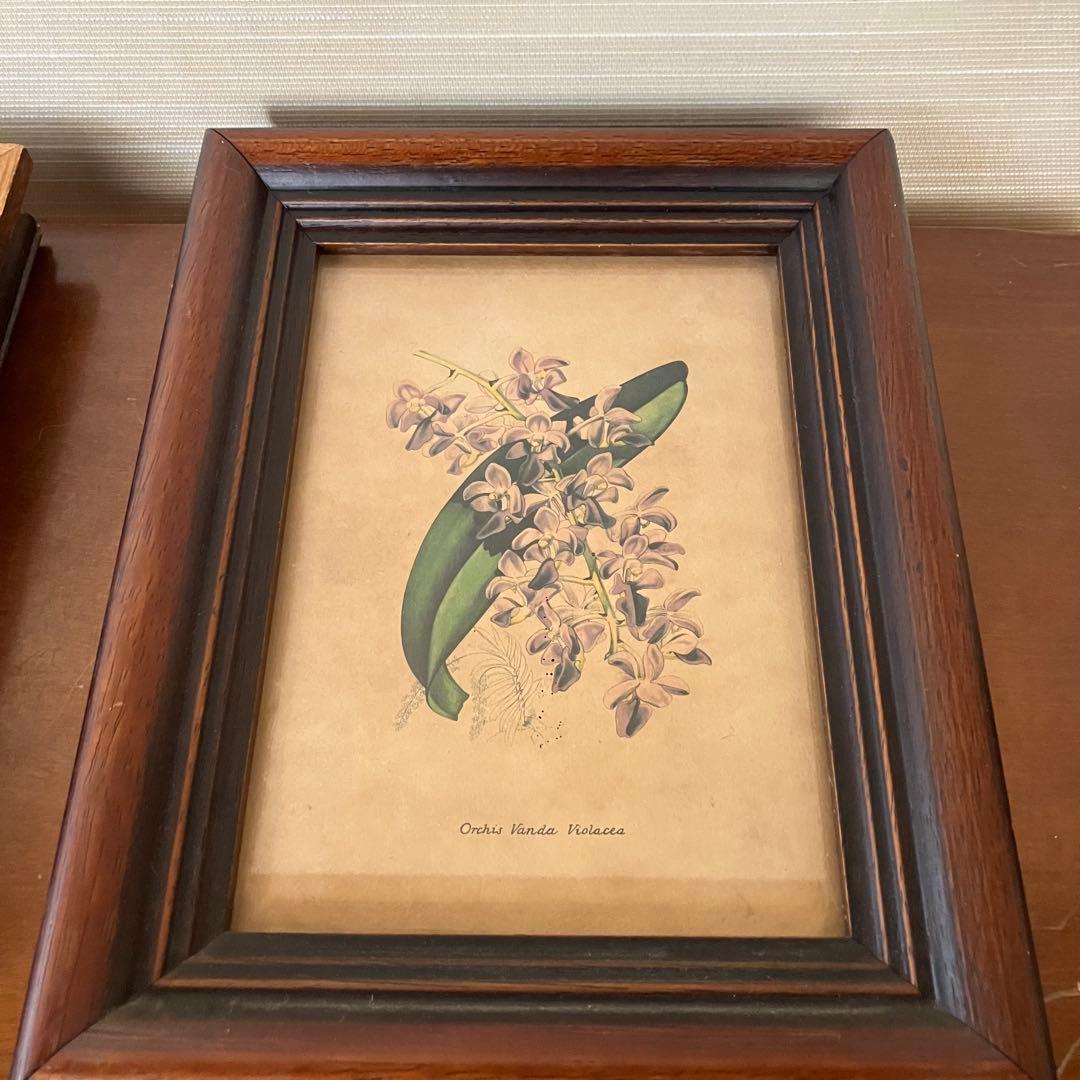 ボタニカルアート　セット　イタリア製　アンティーク　ヴィンテージ