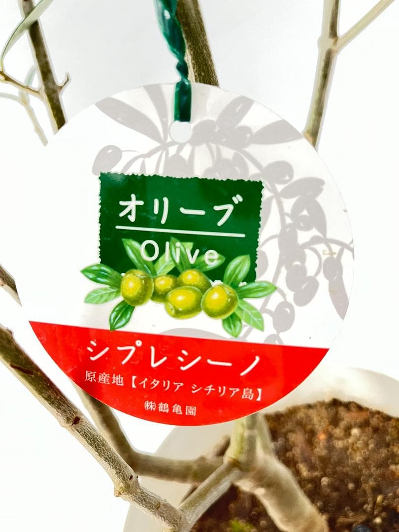 オリーブの木　シプレシーノ　約180cm　NO.1917　大型　現品掲載　古木