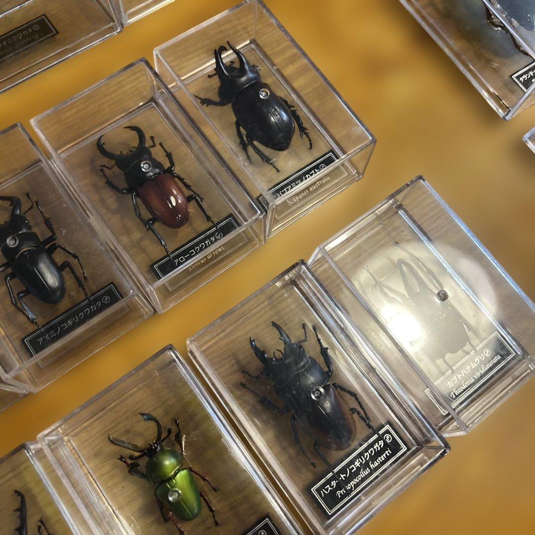 ディアゴスティーニ　世界の昆虫　全64種　コンプリート　クワガタ　カブトムシ