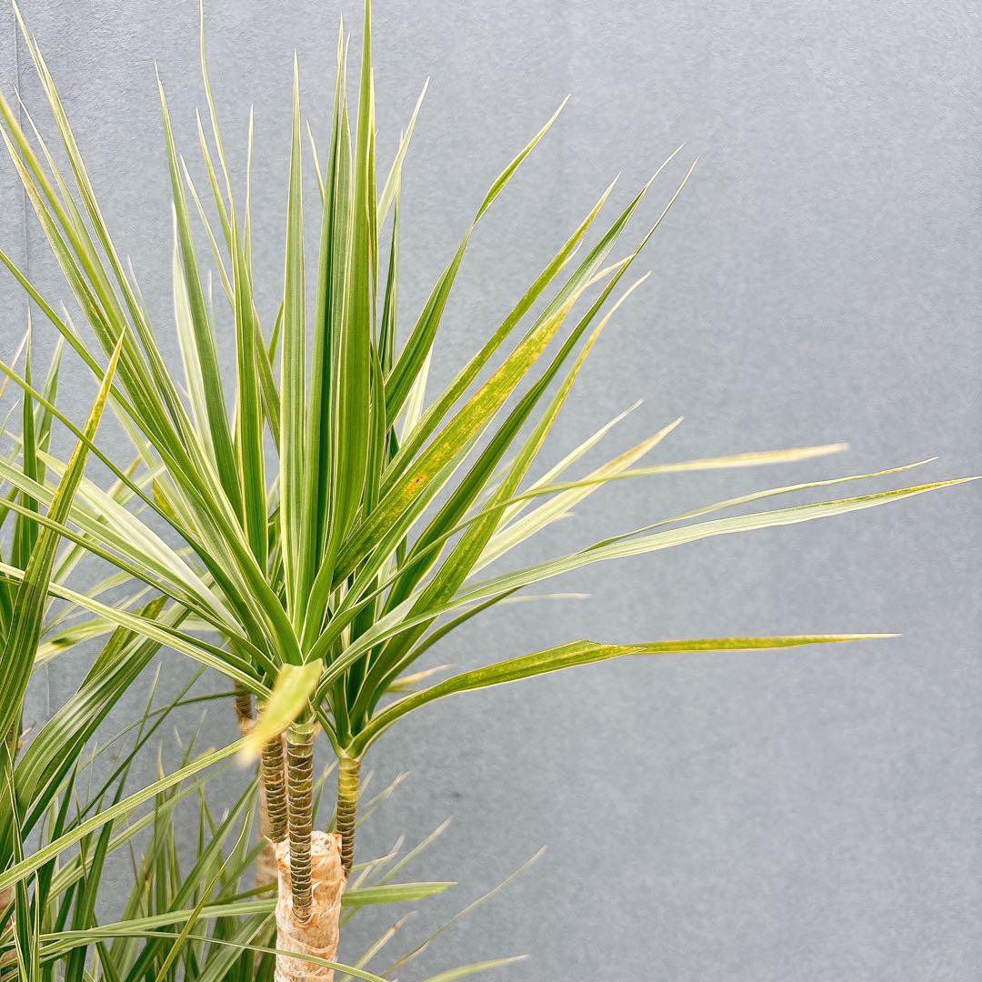 ［現品］34番　ドラセナ　コンシンネ　ホワイボリー　観葉植物　室内　8号