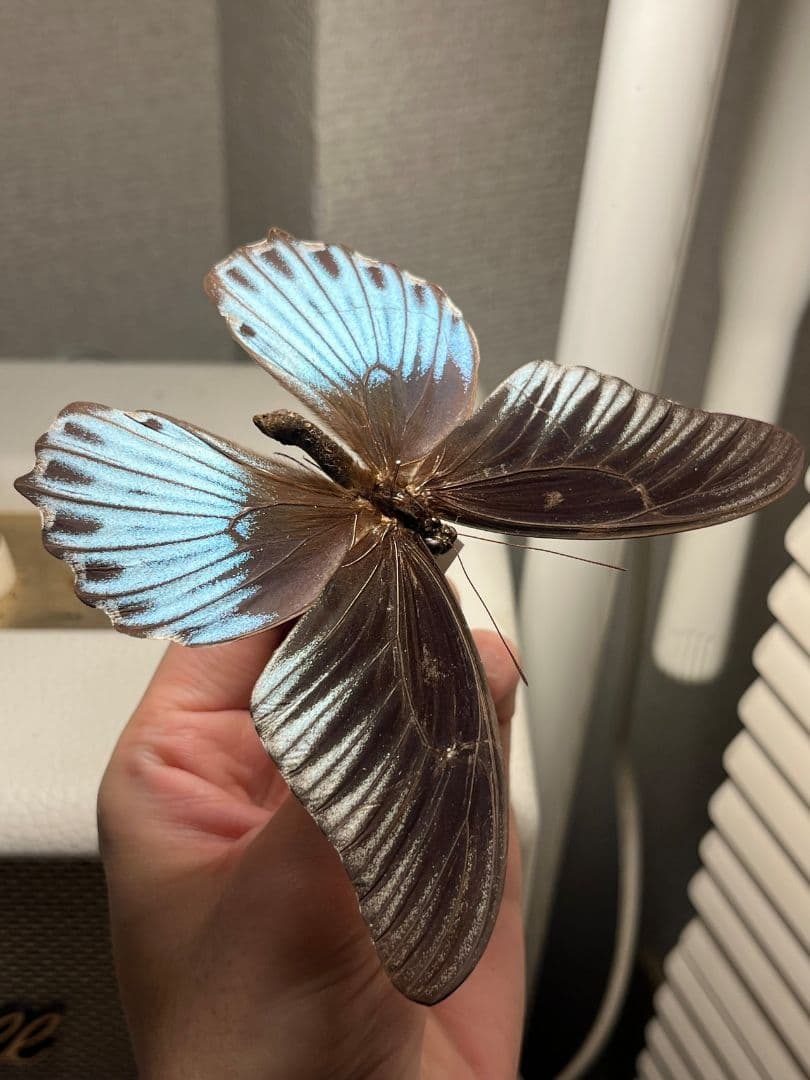 ナガサキアゲハ 外国産蝶標本 標本 野外採集品 モルフォ スルコスキーモルフォ