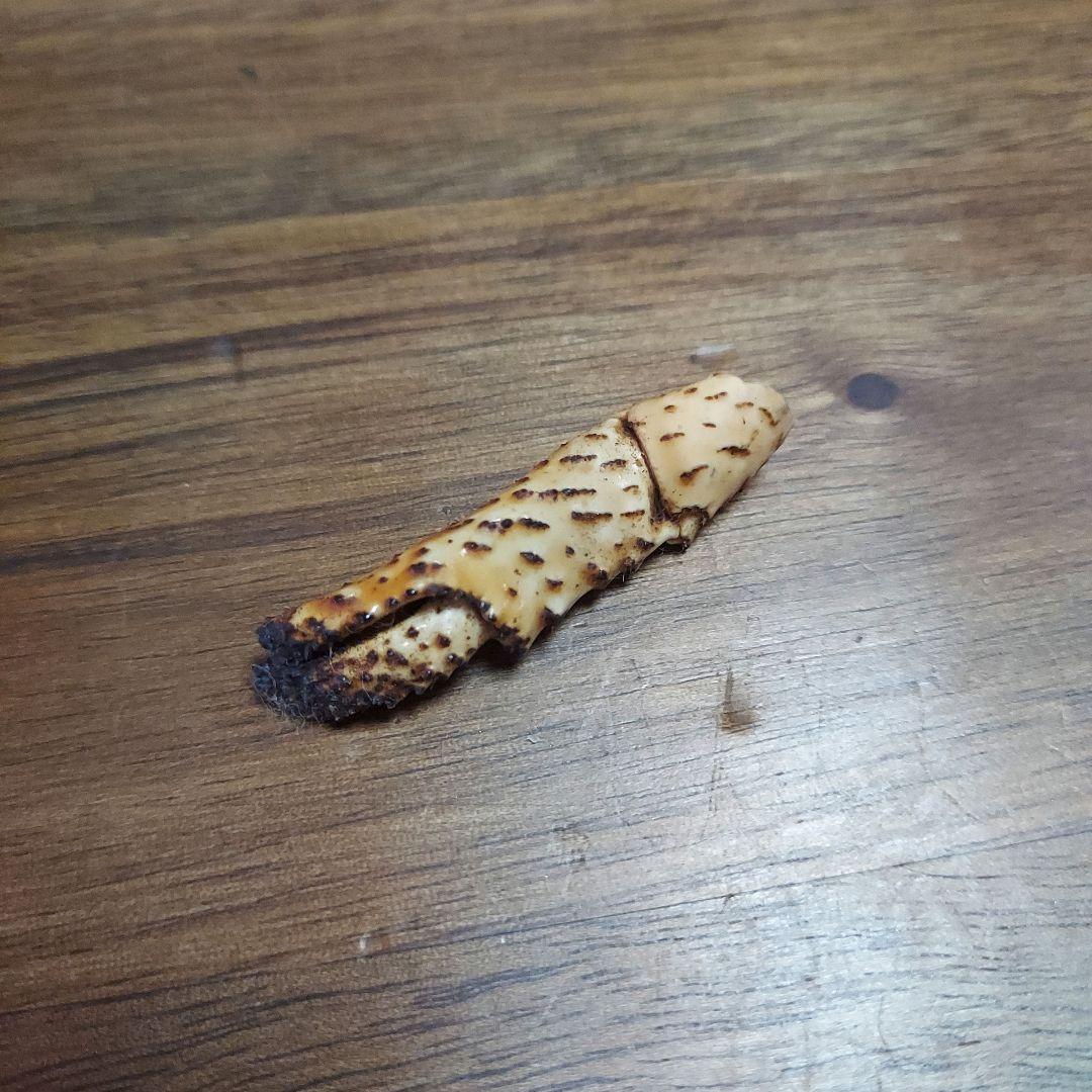 ハワイ　ヤシガニ剥製　ヤシガニとヤシノミ剥製