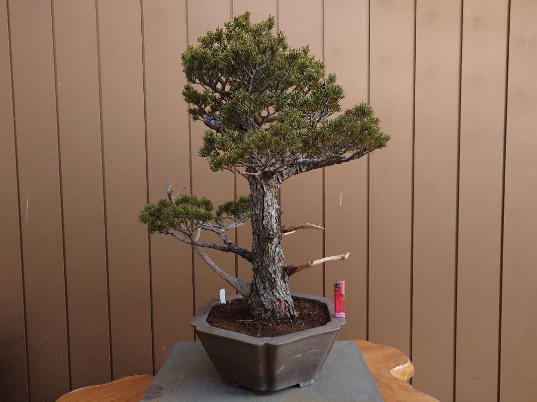 盆栽　瑞祥　五葉松　樹高69cm