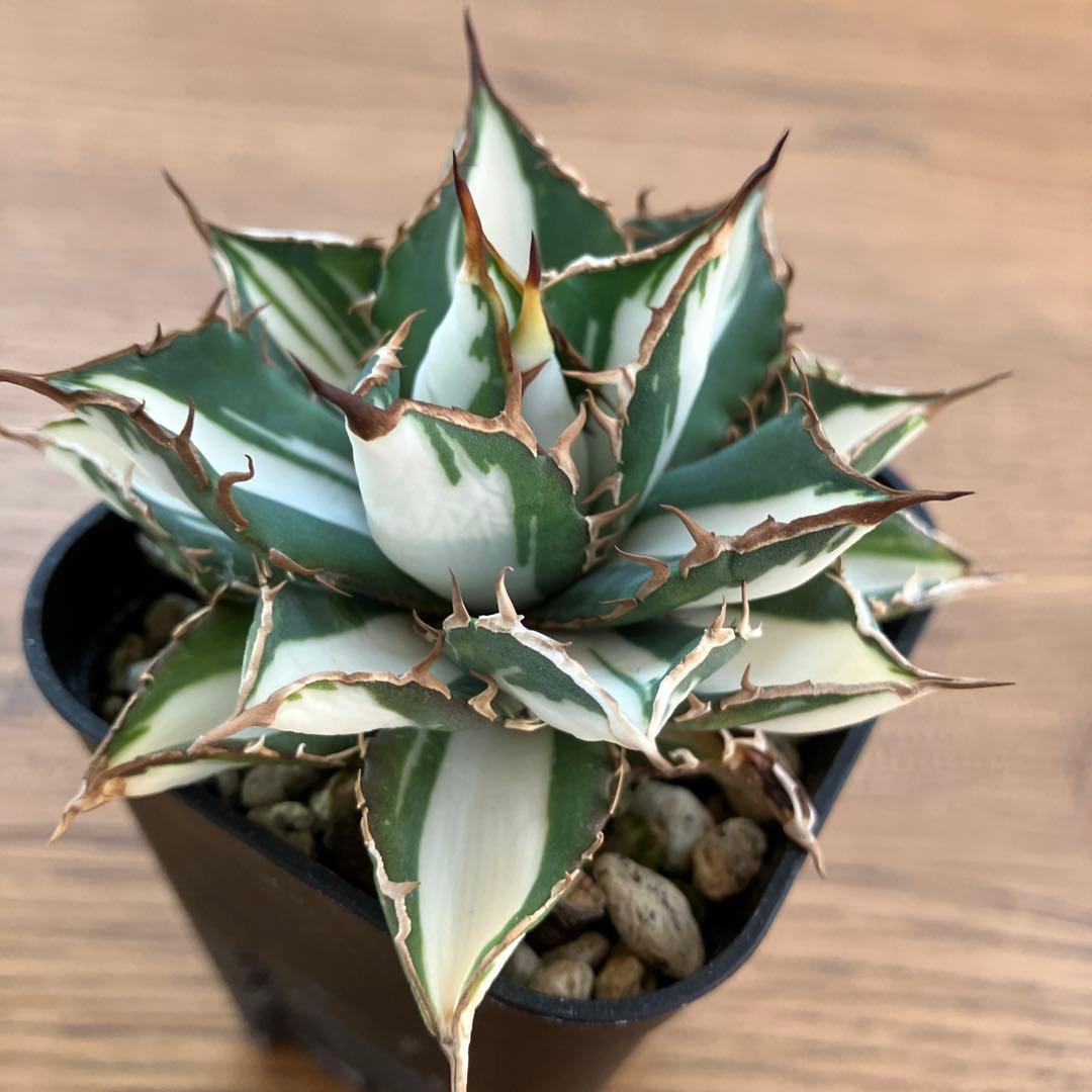 匿名配送【鉢ごと発送】活着　特大　アガべ　チタノタ　太陽神錦　白中斑　TC