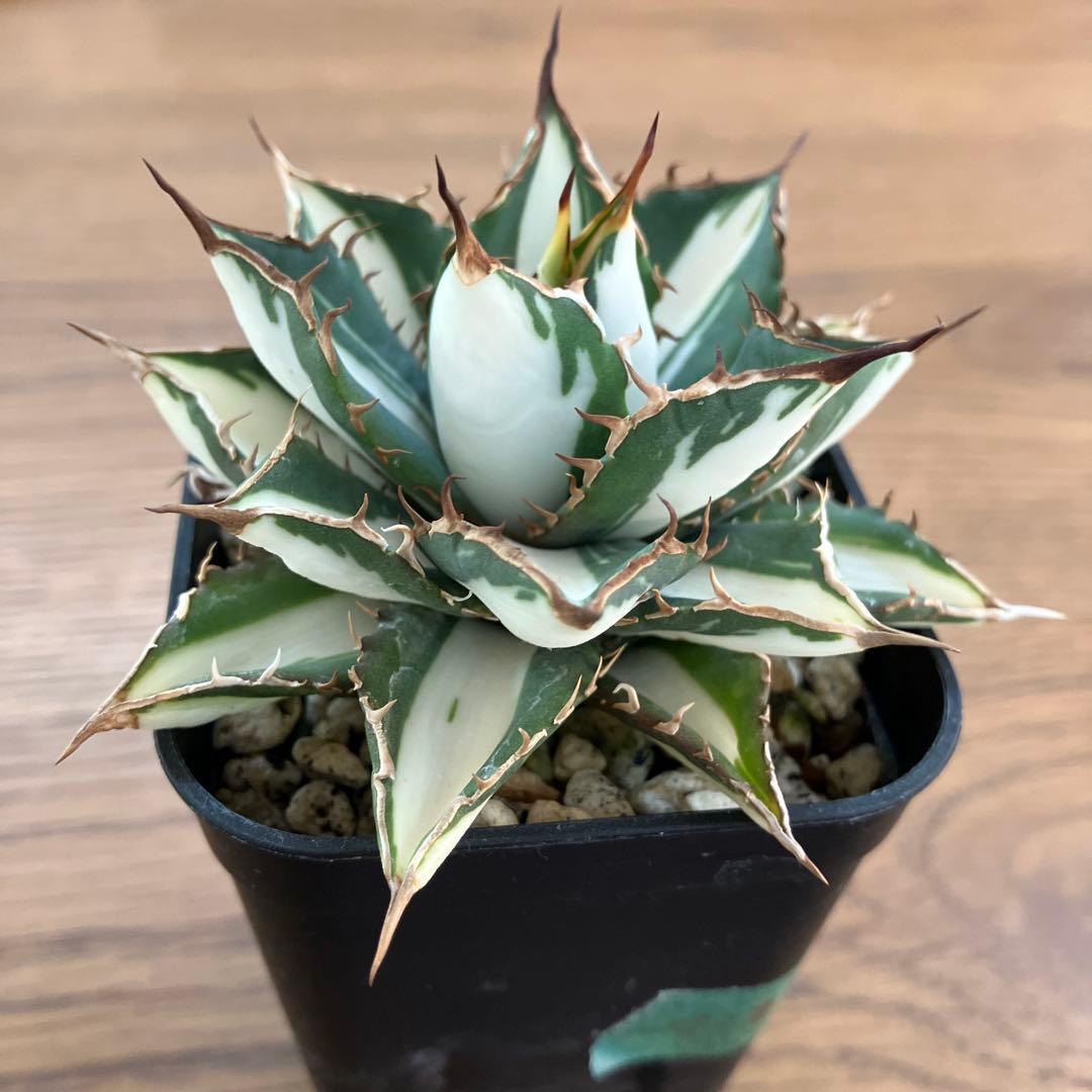 匿名配送【鉢ごと発送】活着　特大　アガべ　チタノタ　太陽神錦　白中斑　TC