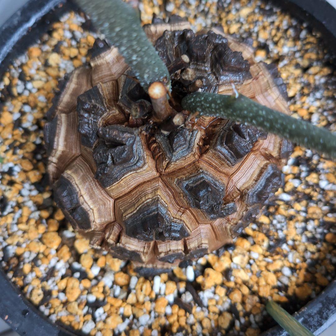 実生株　長谷川園芸　亀甲竜　株幅14センチ　鉢ごと送料込み