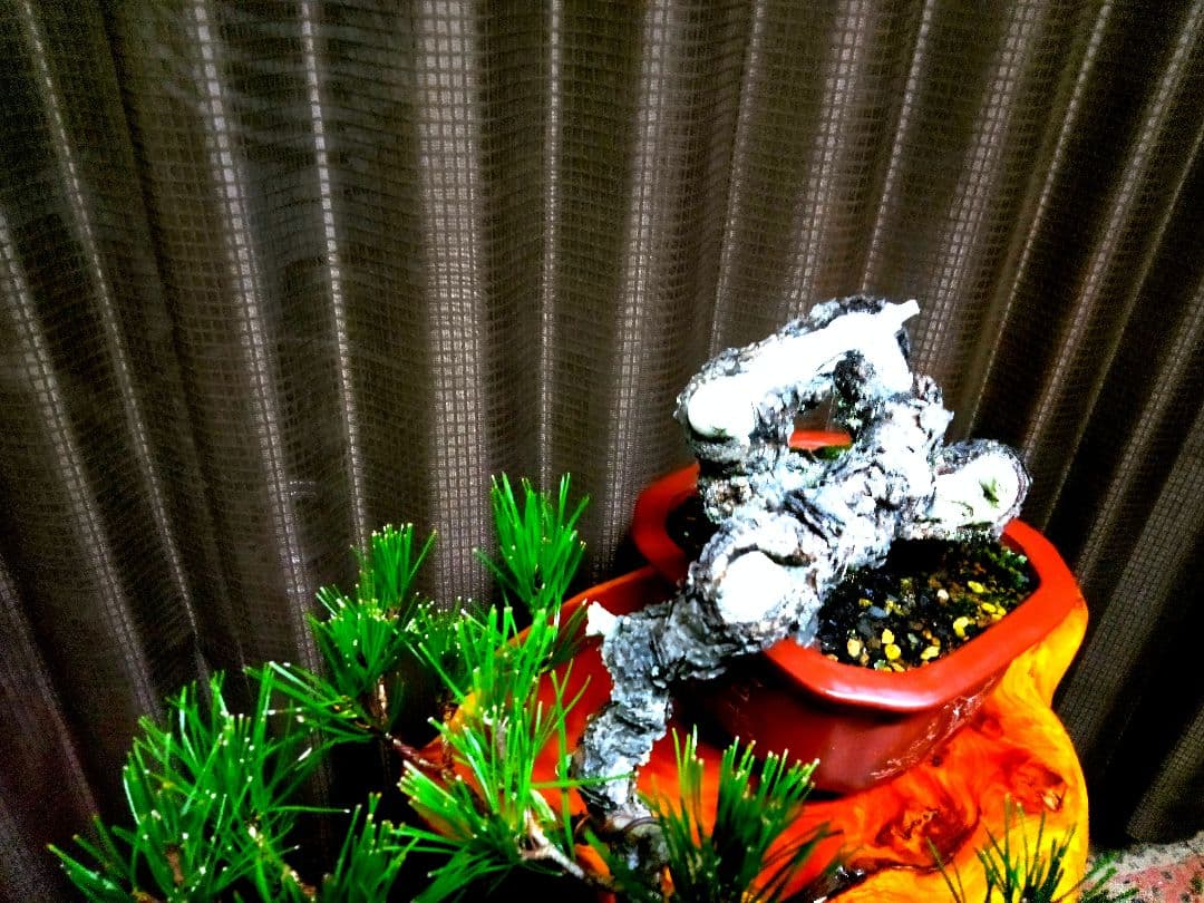 【貴風 山採り 赤松盆栽】　　　⭕天然舎利、幹曲、古木❗