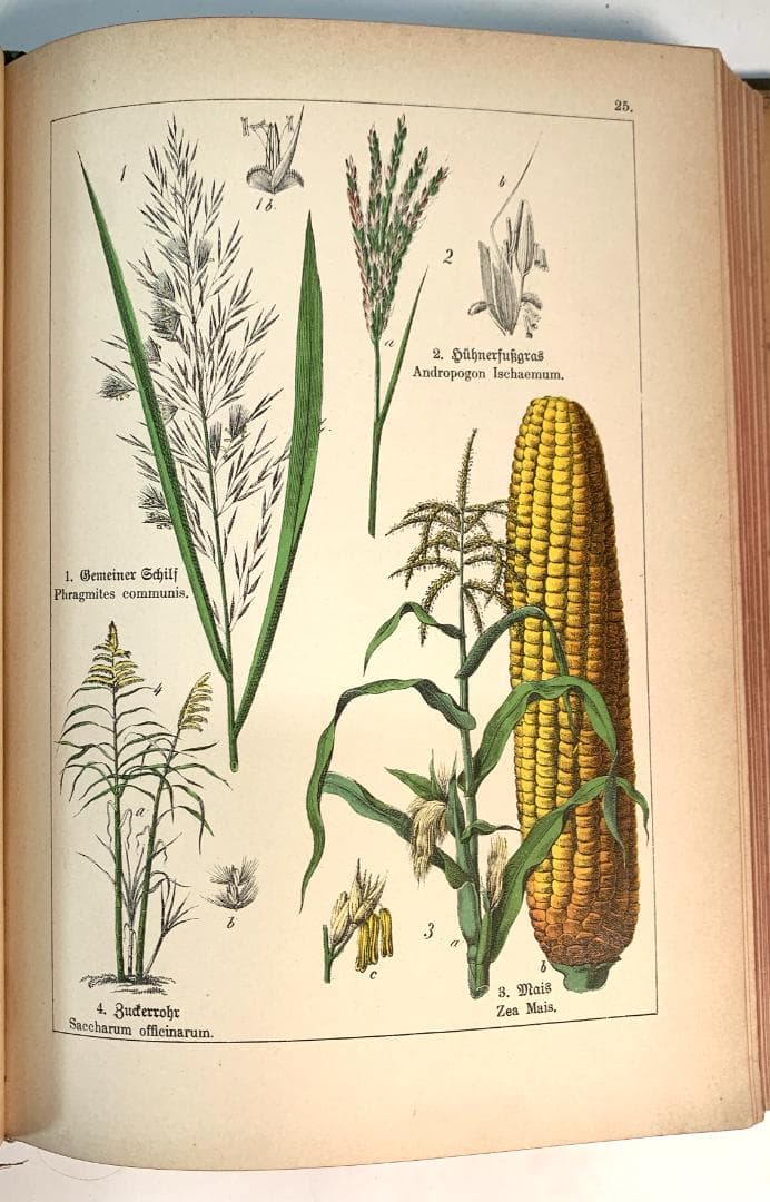 Bilder-Atlas des Pflanzenreichs植物界絵図アトラス