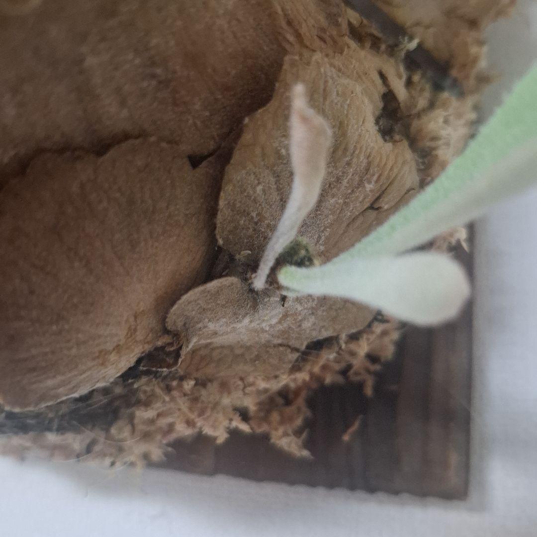 Pedro Tastua OC 親株販売